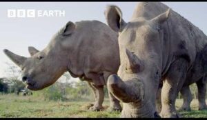 Dedicated Nurse's Remarkable Journey: Running for Rhino Conservation