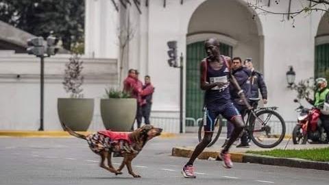 Kenyan Runner Overcomes Dog Attack to Finish Buenos Aires Marathon